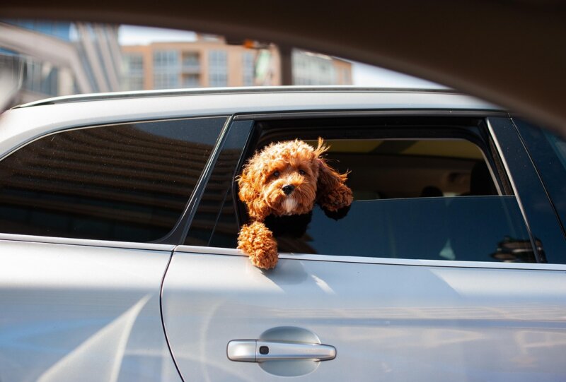 dog, puppy, pet, cute, doggy, animal, nature, car wallpapers, car, canine, perro, fur, mascota